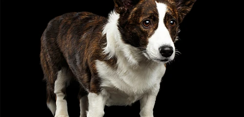 Valų korgis kardiganas (Cardigan Welsh Corgi)