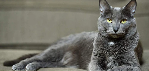 Koratų katės (Korat)