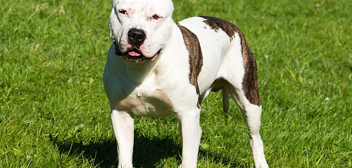 Amerikiečių Stafordšyro terjeras (American Staffordshire Terrier)