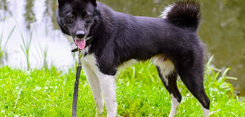 Rusų europinė laika (Russo-European Laika)