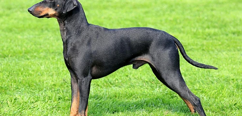 Mančesterio terjeras (Manchester Terrier)