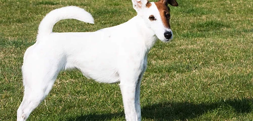 Trumpaplaukis foksterjeras (Smooth Fox Terrier)