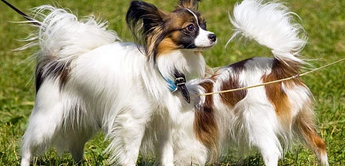 Pomeranijos špicas (vokiečių špicas) (Pomeranian)Papiljonas (Papillon dog)
