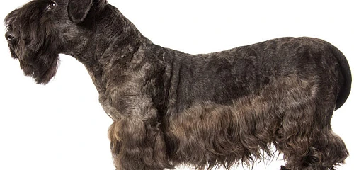 Čekų terjeras (Cesky Terrier)