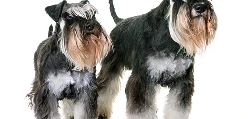 Cvergšnauceris (Miniature Schnauzer)