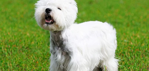 Vakarų Škotijos baltasis terjeras (West Highland White Terrier)