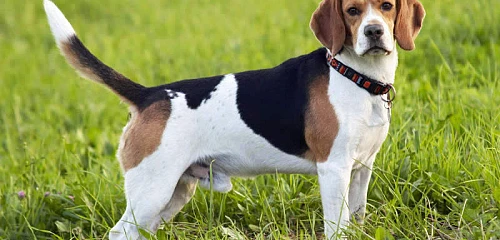 Biglis (Beagle)
