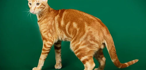 Orientalų trumpaplaukės katės (Oriental Shorthair)