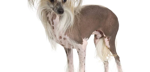 Kinų kuoduotasis (Chinese Crested)