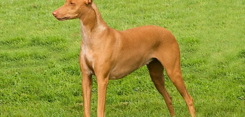 Faraonų šuo (Pharaoh Hound)