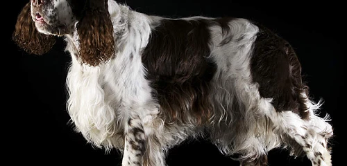 Anglų springerspanielis (English Springer Spaniel)