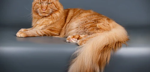 Meino meškėnas (Maine Coon)