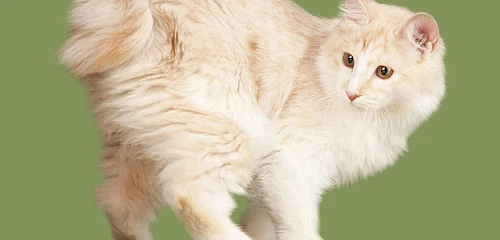 Kurilų bobteilas (Kurilian bobtail)