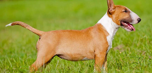Bulterjeras (Bull Terrier)