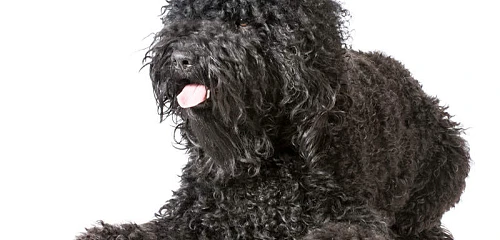 Barbetas (Barbet)
