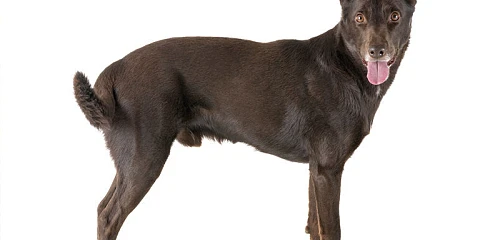 Kelpis (Australian Kelpie)