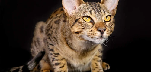 Egipto Mau katės (Egyptian Mau)