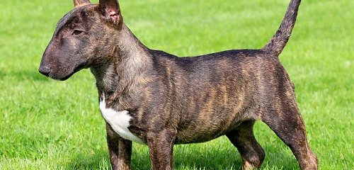 Nykštukinis bulterjeras (Miniature Bull Terrier)