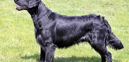 Lygiaplaukis retriveris (Flat-Coated Retriever)