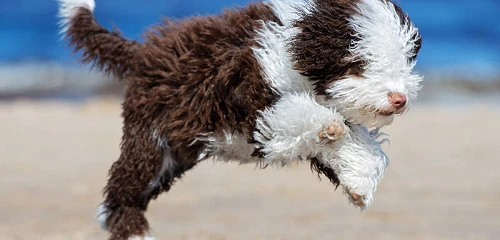 Ispanų vandens šuo (Spanish Water Dog)