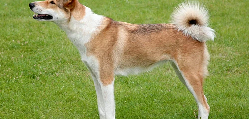 Vakarų Sibiro laika (West Siberian Laika)
