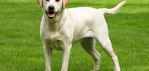 Labradoro retriveris (Labrador Retriever)