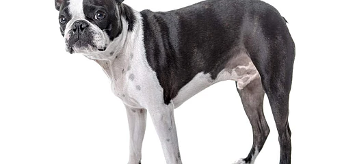 Bostono terjeras (Boston Terrier)