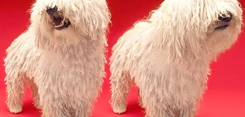 Komondoras (Komondor)