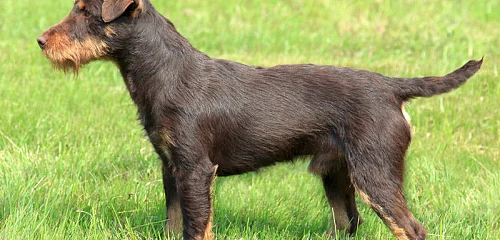 Vokiečių jagdterjeras (Jagdterrier)
