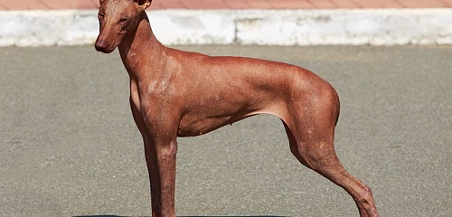 Peru plikasis šuo  (Peruvian Hairless Dog)