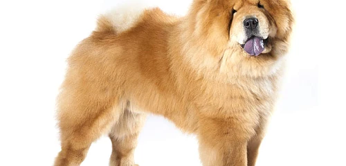 Čiau čiau (Chow Chow)