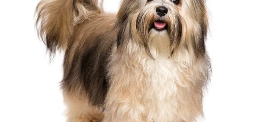 Havanos bišonas (Havanese)