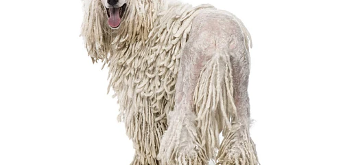 Virvelinis pudelis (Corded Poodle)