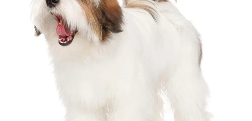 Lasos apsas (Lhasa Apso)