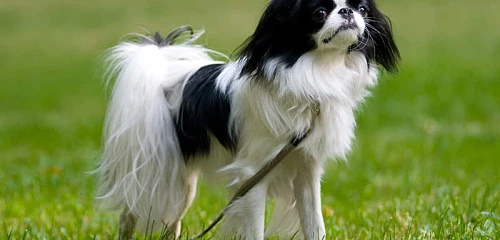 Japonų činas (Japanese Chin)