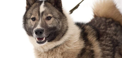 Rytų Sibiro laika (East Siberian Laika)