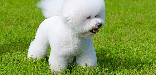 Garbanotasis bišonas (Bichon Frise)