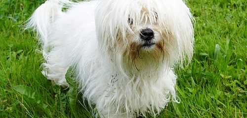 Tulearo Bišonas (Coton De Tulear)