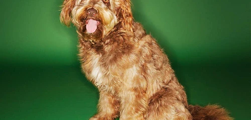 Ūdrinis skalikas (Otterhound)