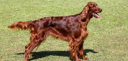Airių seteris (Irish Setter)
