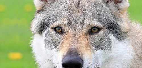 Čekoslovakų vilkšunis (Czechoslovakian Wolfdog)