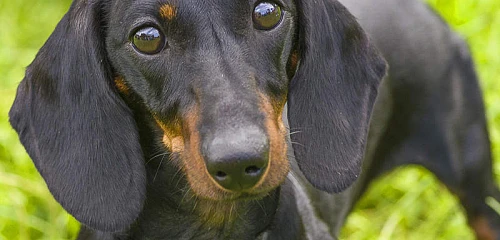 Taksas (Dachshund)