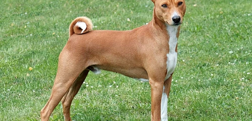 Basendžis (Basenji)