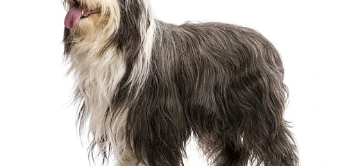 Barzdotasis kolis (Bearded Collie)