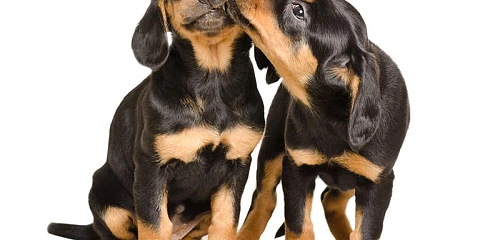 Slovakų skalikas (Slovakian Hound)