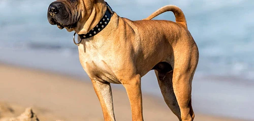 Šarpėjus (Shar-Pei)