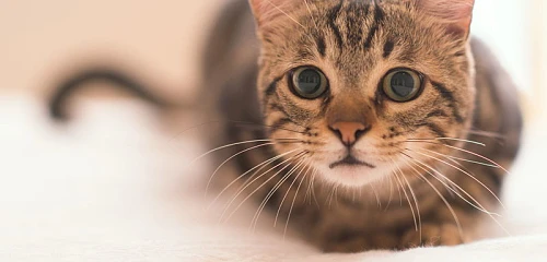 Amerikos šiurkščiaplaukė katė (American Wirehair cat)