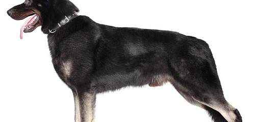 Rytų Europos aviganis (East-European Shepherd)