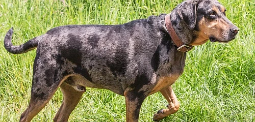Katahulos leopardinis šuo (Catahoula Leopard Dog)