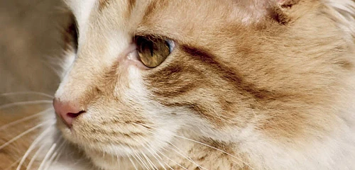 Manksų katė (Manx cat)